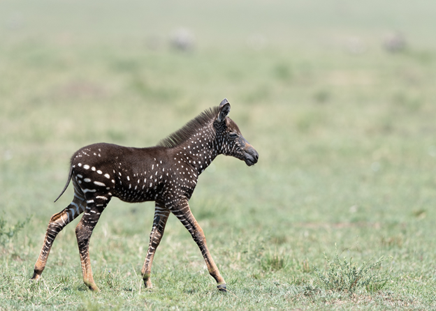 NWF's tweet image. #WildFact : Not all zebras are striped! A rare genetic mutation caused this Zebra, named "Tira," to develop a highly unusual dark coat with white polka dots. Photo: IG frankliuphotography natwild.life/blog-animal-od…
