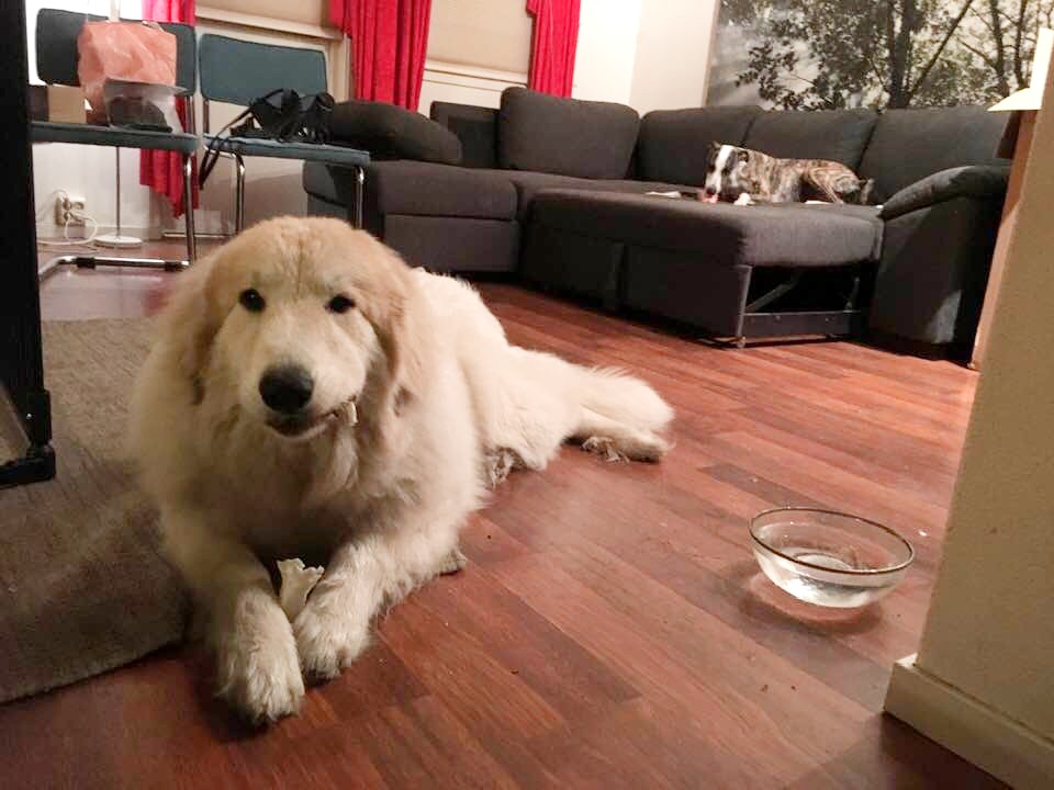 hunomhund's tweet photo. Møt min nye hund! Hun er en pyreneerhund på ni måneder, som trengte et nytt hjem. Har hatt henne i to timer og elsker henne allerede. Fine isbjørnen min! Hun skal få det så godt i hundeparadiset vårt. Speide etter ulv og passe på gjengen sin. Hun heter herved Snø! https://t.co/0SgDqt9KFN