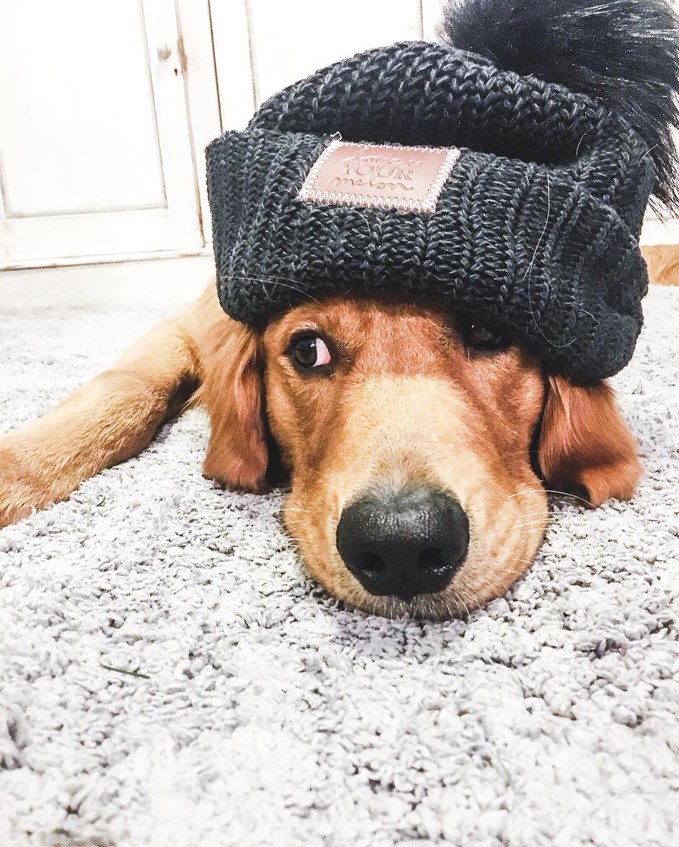 Ready for the return of sunshine &amp; long walks. How do you keep your pups active in this gloomy and cold weather?  ⠀⁠

📷: @wittenthegolden on Instagram