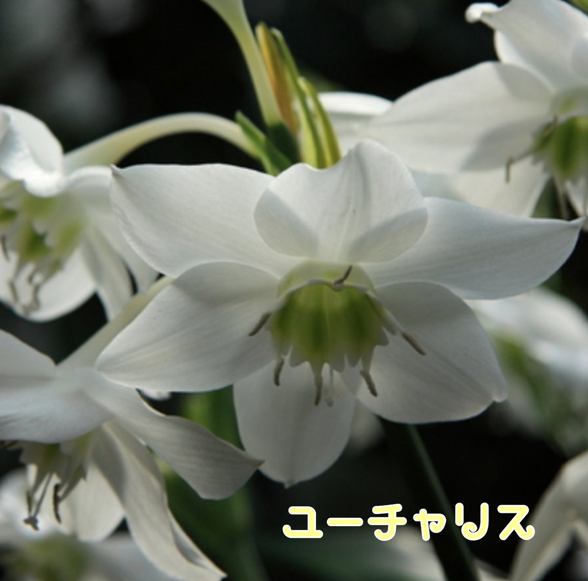 Hashtag ユーチャリス Sur Twitter