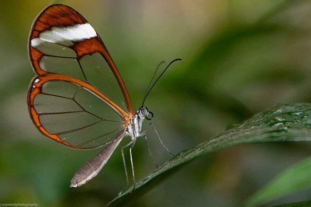 #glasswingbutterfly #earthfocus #capitalregionphotograpy  #photographerscritique #USAphotography #photographerscooperative #arizonaphotographygroup #masterphotography #photogadventurespodcast #capturedlight #landscapephotographypodcast #digitalphotomento… ift.tt/32fx24Z