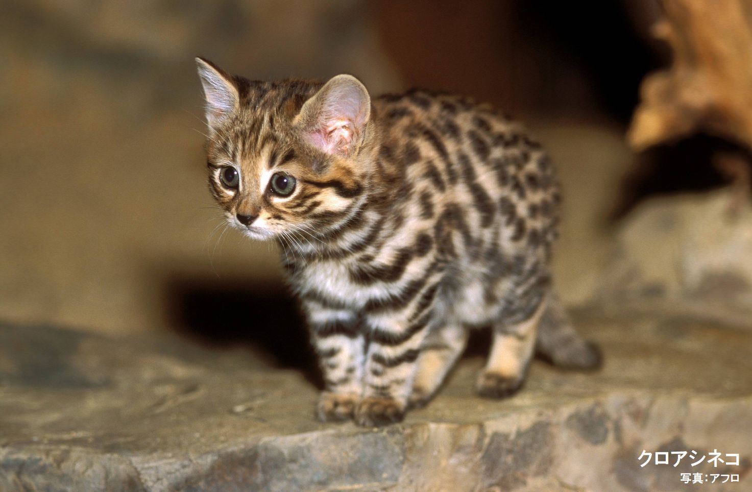 Yahoo Japan ヤフー みなさん おはようございます きょう2月22日は 猫の日 ひとくくりに ネコ といっても ネコ科のなかまには多くの種類の ネコ がいます T Co U92qfsfmbs みなさんが気になるネコはいますか