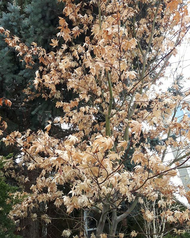 underleafdesign's tweet photo. #winterinterest of the best kind. 
#torontogarden #torontowinter #ULDneighbours #japanesemaple #frontyard #wintergarden #gardens #design #landscape #landscapearchitecture #ideas #inspiration #landscapearchitect #ULD #underleafdesign 
I need to make up fo… https://t.co/x303vgulvV https://t.co/IUd8hS5t7e