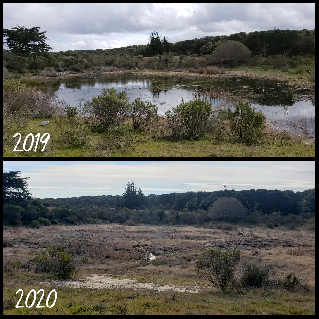 psuweatherman's tweet photo. I know vernal pools are seasonal, but this is bad. 2019 vs 2020. #trailrunning #cawx #FtOrd https://t.co/A3eDjcX0L2