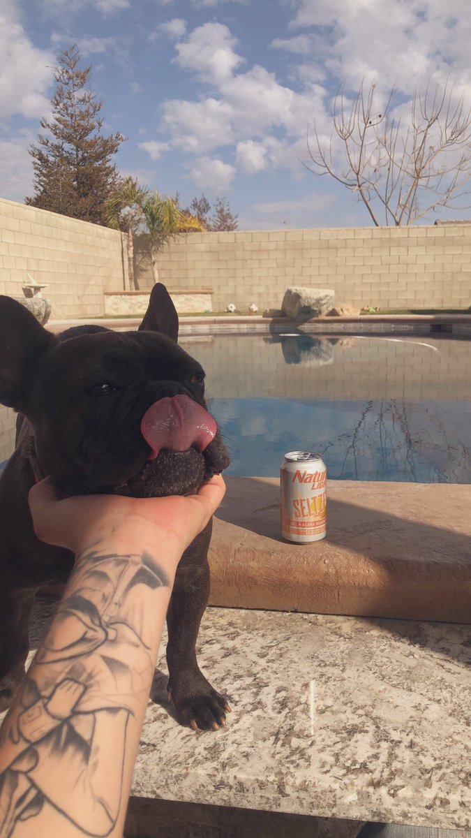 walker_green_'s tweet photo. Pancho is ready for summer and a girlfriend. https://t.co/D6Ltk4ITsn