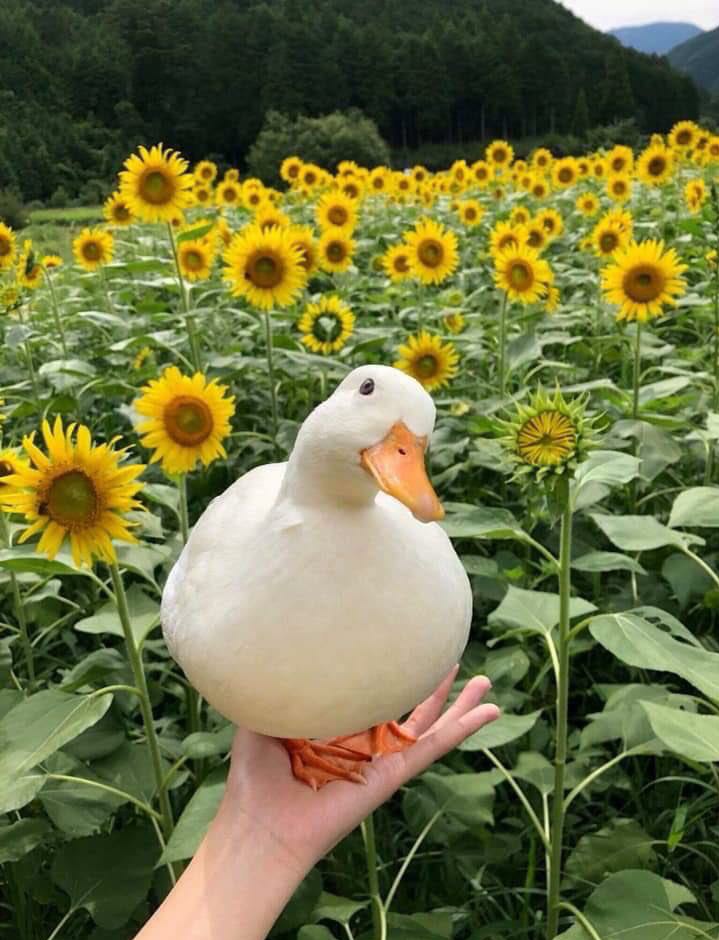 uarknrhh's tweet photo. Be on the lookout for upcoming tabling and event dates from NRHH!

In the meantime, have a nice duck https://t.co/FvTQSB5fK5