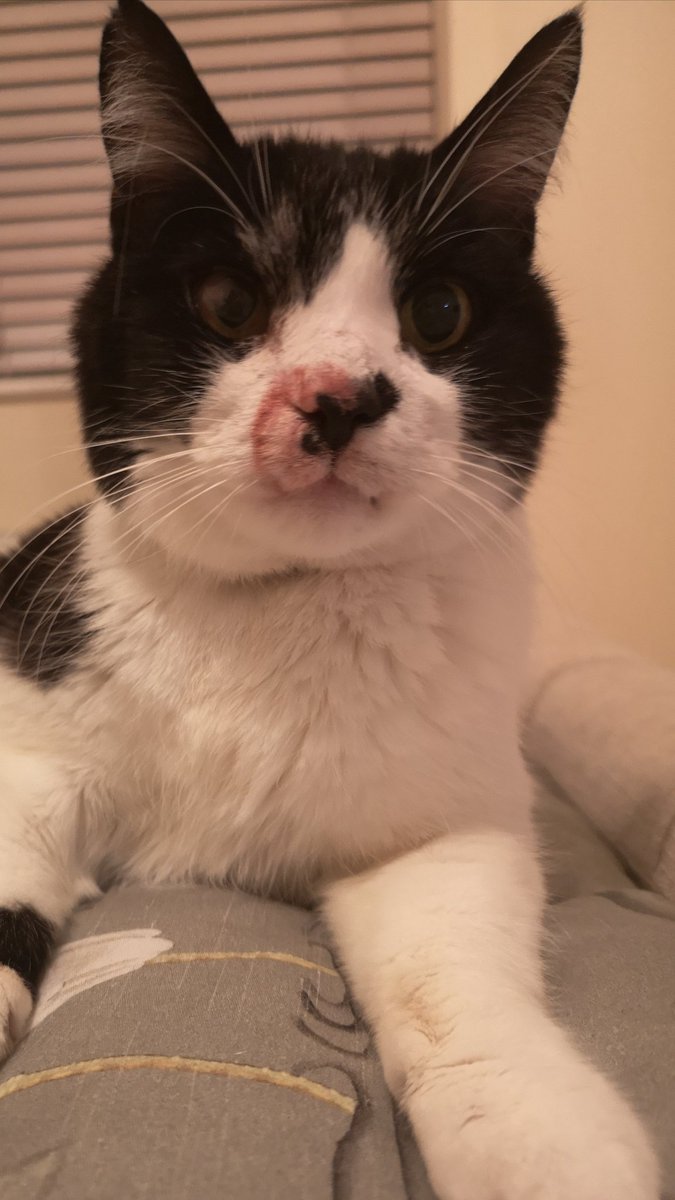 jo_davies10's tweet photo. Dear friends, #FatCharlie here! Can #meezerline help? I know I'm not a #meezer but look at my face! Momma has gone out tonight and kissed me goodbye with lipstick on 😱😱😱 It's an outrage 😼😼😼 I'm reporting her! And it won't come off 😾😾😾 https://t.co/RZjM93YIUy