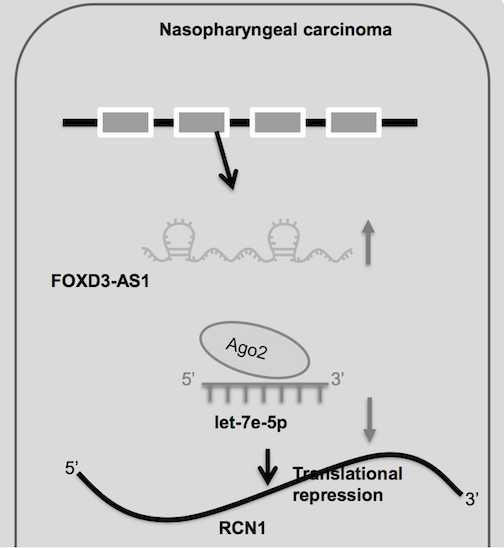 AJPCellPhys's tweet photo. Huang et al. explore the FOXD3-AS1/let-7e-5p/RCN1 axis as a potential target for treatment modes to promote #endoplasmic #reticulum stress-induced #apoptosis in #nasopharyngeal #carcinoma. https://t.co/cJLyVTom0m 
#PublishedinAJPCell  @AJPCellPhys https://t.co/4XZpZqtYL7