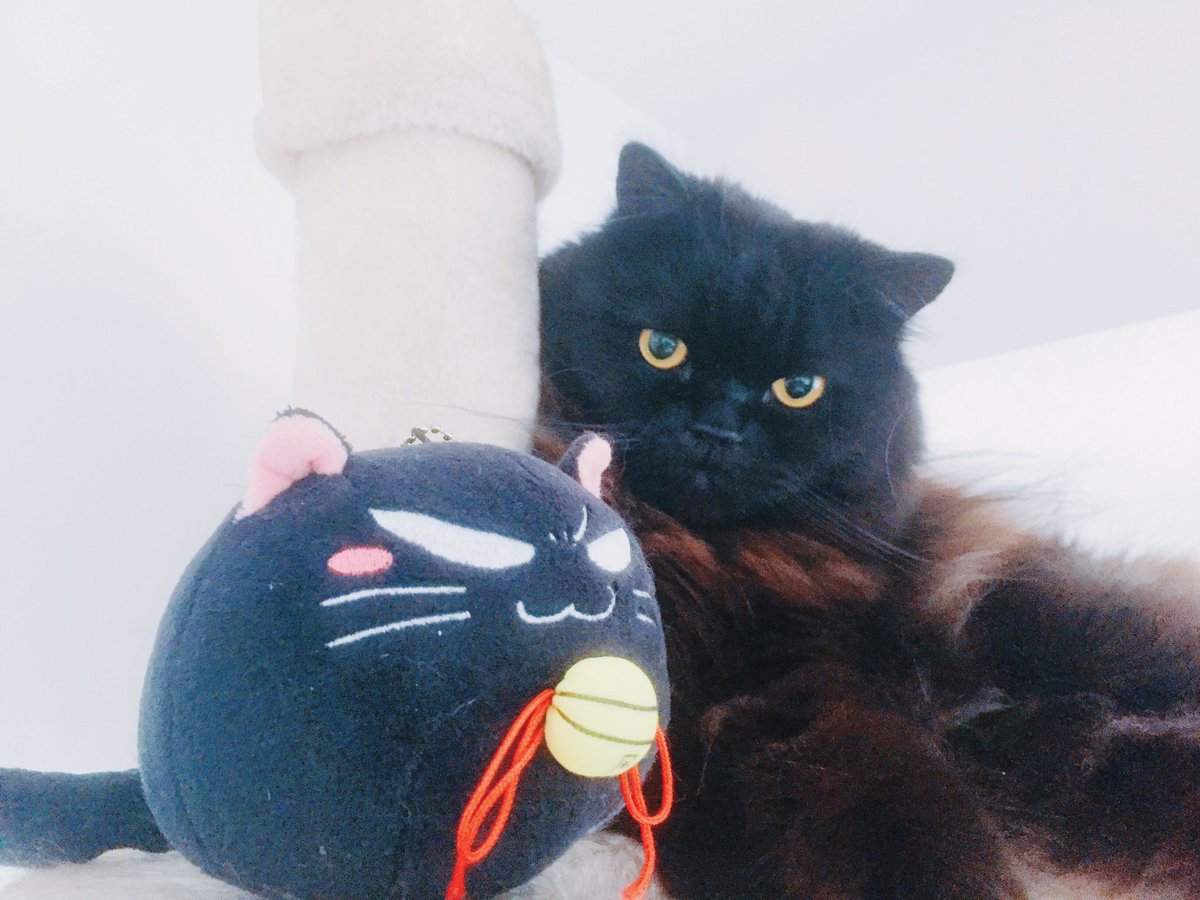 猫の日 生きとし生けるモフき者達に幸あれ 桜日梯子のイラスト