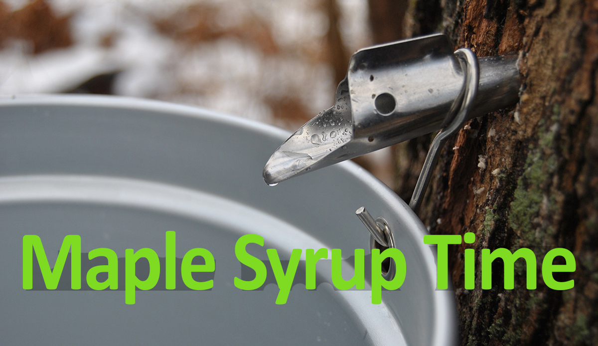 mnforestry's tweet photo. DYK, alternating freeze and thaw (40s) temperatures are needed to make sap flow when a tree is tapped? We're almost there!! 
Learn more: https://t.co/v3NgQ4EykI  #maplesyrup  #maplesyruping  #trees  #getoutdoors  #forestproducts  #phenology https://t.co/A1kA6Nqvqd