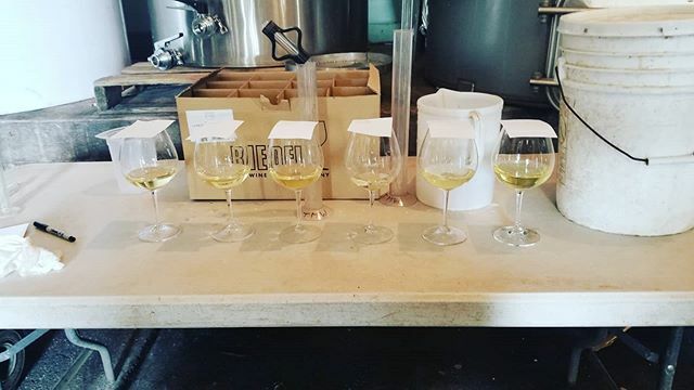 TMaloneWines's tweet photo. Charrrrdonnnnnayyyyy!!! #timothymalonewines 
#willamettevalley 
#chardonnay https://t.co/QCF34J0WKd https://t.co/WVUPNJuj6w