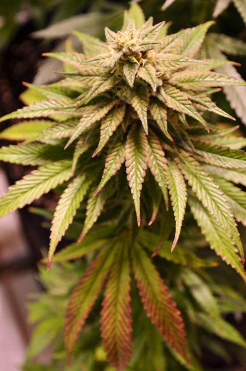 EmeraldZoo's tweet photo. #FridayFireAtTheZoo little bit of this, little bit of that and we have #ZooAfterDark a bit early. Shout to the crew at @HTGSupply #CommerceCityColorado Tuesday is #StumpTea day. For now we’re in full #EZ mode. @LightshadeCO #WhiteMooseConcentrates @DenverDabCo #LiveSugar #EZDabs https://t.co/y18uB85xML