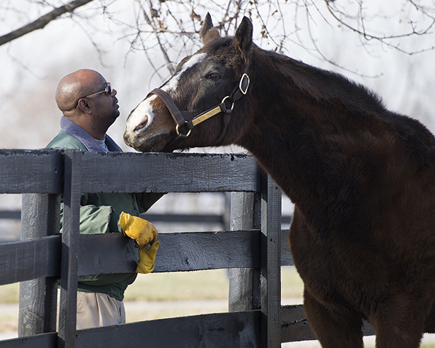 Rest in peace A. P. Indy. 1989-2020. An incredibly influential stallion with so much character and so much love from his handler Asa Haley. Condolences to all <a href="/LanesEndFarms/">Lane's End</a> and all of his loving fans. More from <a href="/BH_FAngst/">Frank Angst</a> and #BHDaily