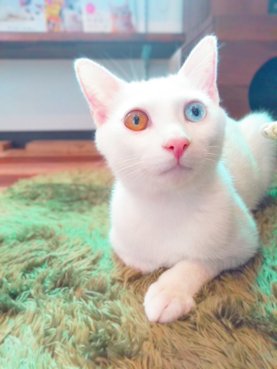 暖猫