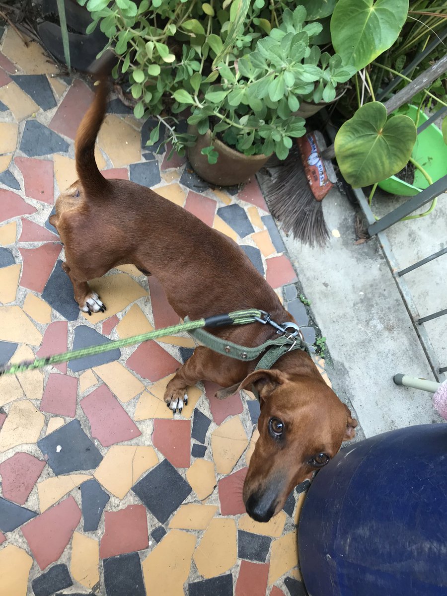 vaidesmaiar's tweet photo. Essa é o Salsicha. Ele é um amorzinho também. Resgatei dos maus tratos e agora está a procura de uma família. Tem por volta de três anos e não é castrado.
Está na Parada 40 - São Gonçalo.
Interessados, entrar em contato comigo. https://t.co/aVU4pjE8FA