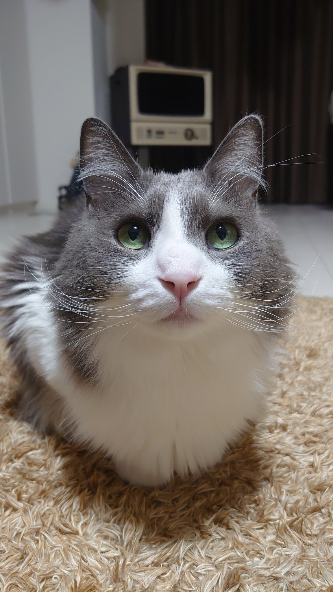 いーくん Twitter પર ネコの日 猫の日祭り 令和初猫の日猫猫猫祭り いーくん Twitter પર ネコの日 猫の日祭り 令和初猫の日猫猫猫祭り