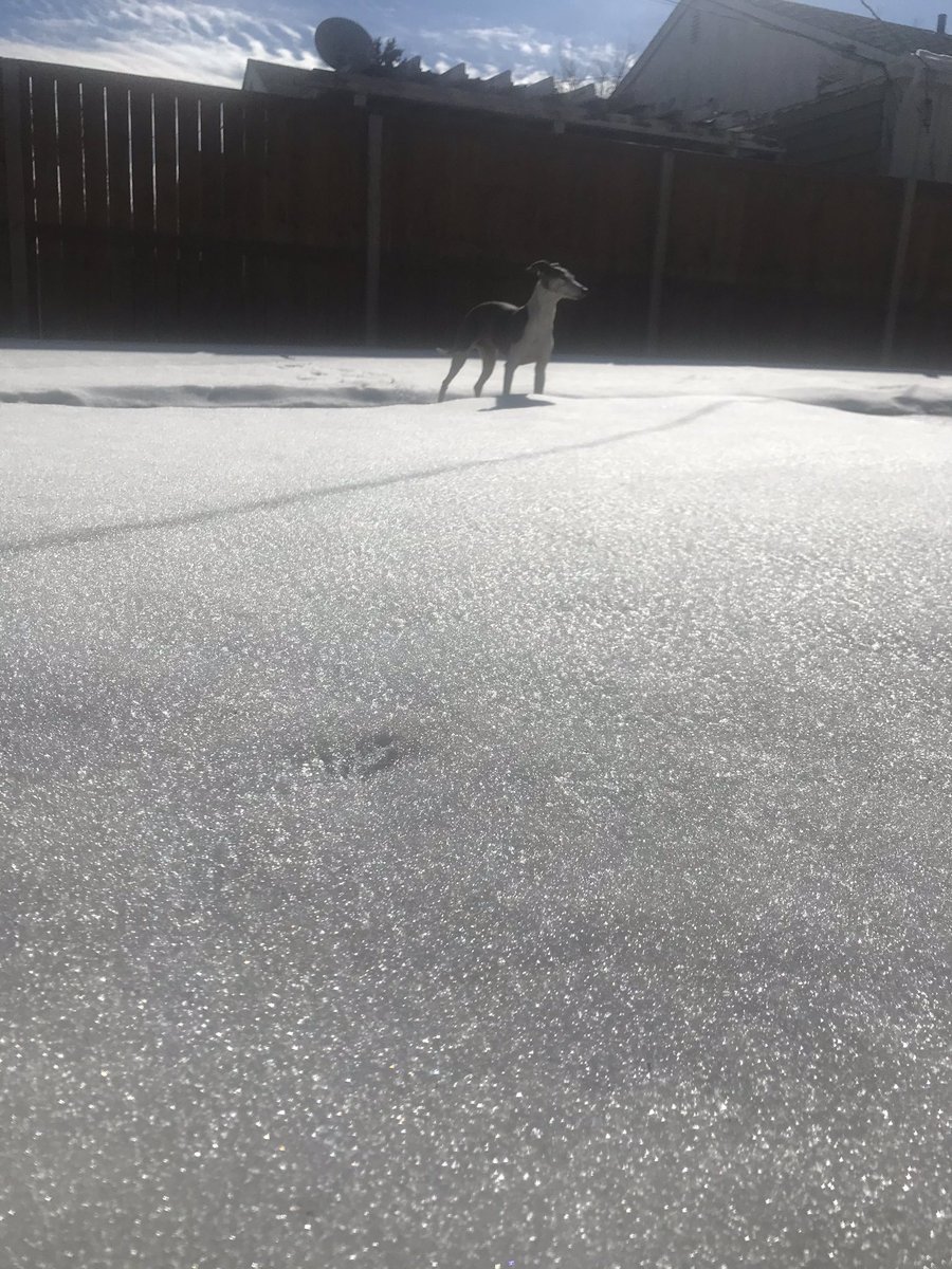 AliciaEAdamsEsq's tweet photo. He was a little confused by the snow covering most of the yard despite the warm, sunny day. #chanceelviseeyore #italiangreyhound #iggy #igs #denver #denvercolorado #colorado #denverwinter #snow #sunnyday #sunny https://t.co/ki4aAZ5duu