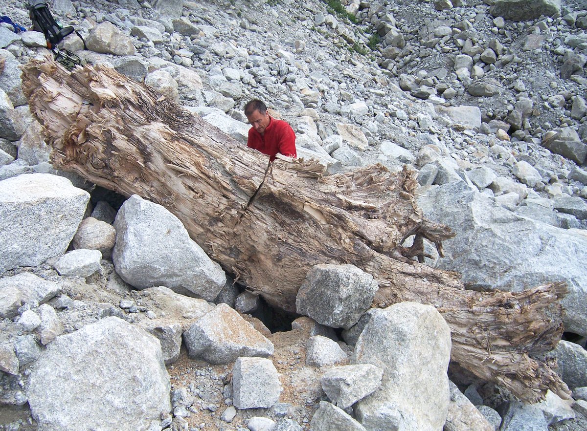 subfossilguy's tweet image. Still at #merdeglace for Day 6 of #7daysoffieldwork to celebrate 10 years of sampling and ~400 subfossil wood samples retrieved from this single moraine ! 🌲💍
#treerings #fieldwork #chamonix