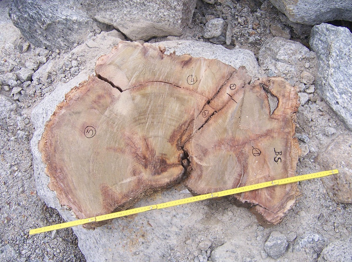 subfossilguy's tweet image. Still at #merdeglace for Day 6 of #7daysoffieldwork to celebrate 10 years of sampling and ~400 subfossil wood samples retrieved from this single moraine ! 🌲💍
#treerings #fieldwork #chamonix