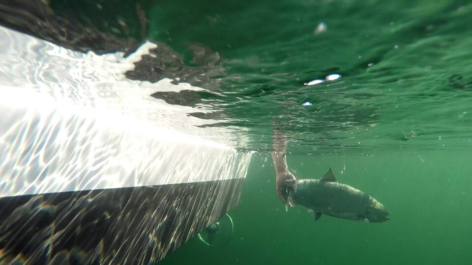 🎣 FISHING FRIDAY, YEAH !
.
🤓Week-end is always the best time to plan your next adventure!
📆 Did you book your guided fishing trip for this summer ?
Not yet ? 🐟
🚤Check our website, for more info then call us to book &amp; customize your unforgettable experience !