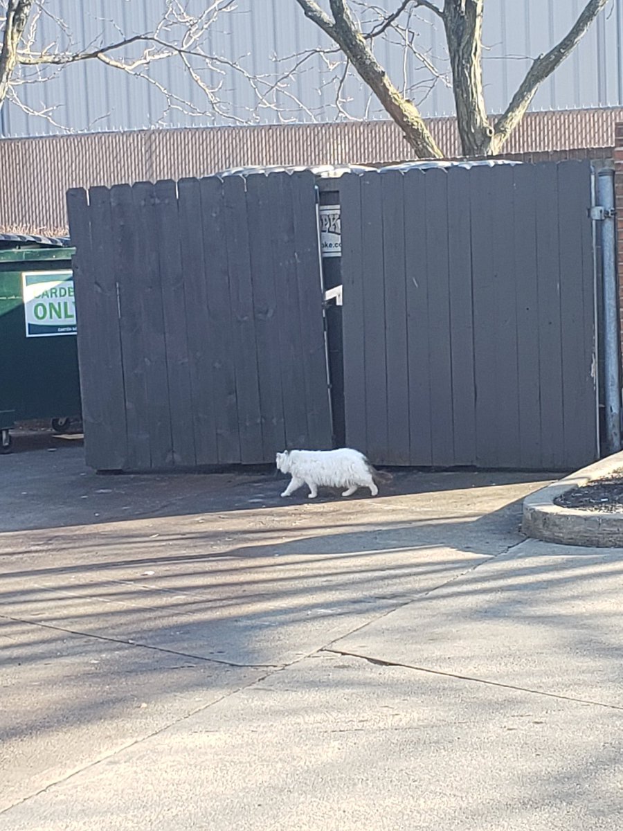 catsofuc's tweet image. SPOTTED: this fluffy kitty at the udf

submitted by: @Garett_Reinhart