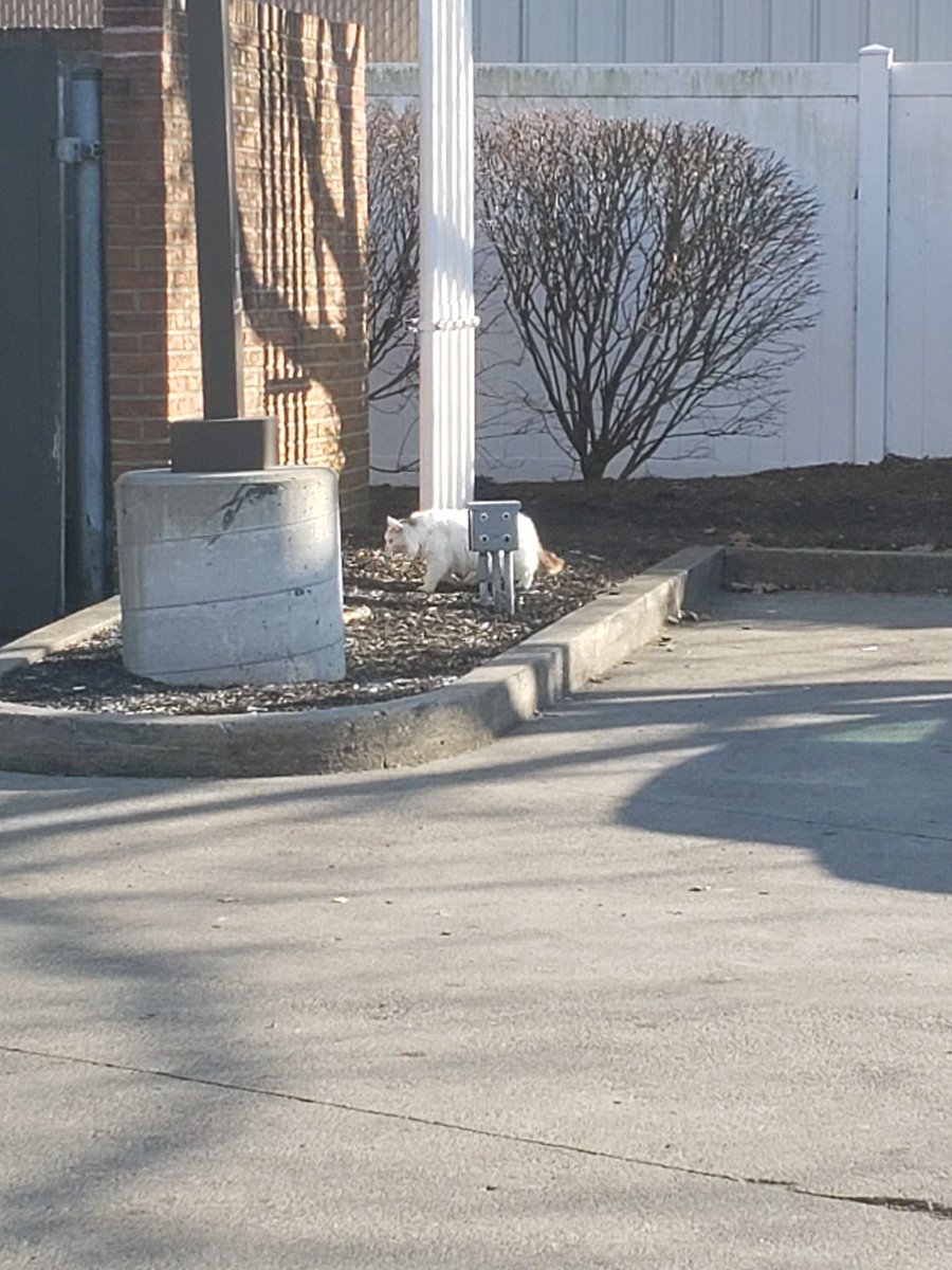 catsofuc's tweet image. SPOTTED: this fluffy kitty at the udf

submitted by: @Garett_Reinhart