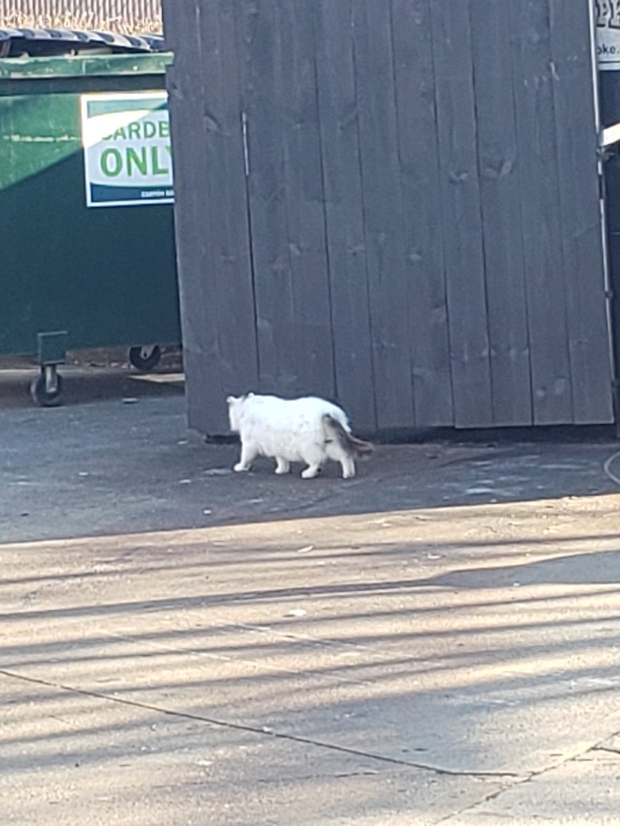 catsofuc's tweet image. SPOTTED: this fluffy kitty at the udf

submitted by: @Garett_Reinhart