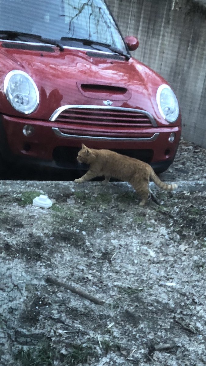 catsofuc's tweet image. SPOTTED: another cat that frequents probasco street 

submitted by: @MariaIrwin__