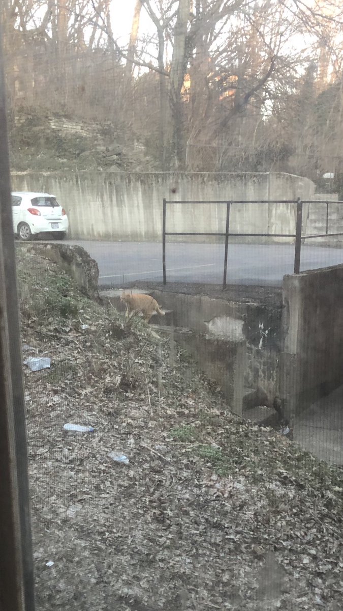 catsofuc's tweet image. SPOTTED: another cat that frequents probasco street 

submitted by: @MariaIrwin__