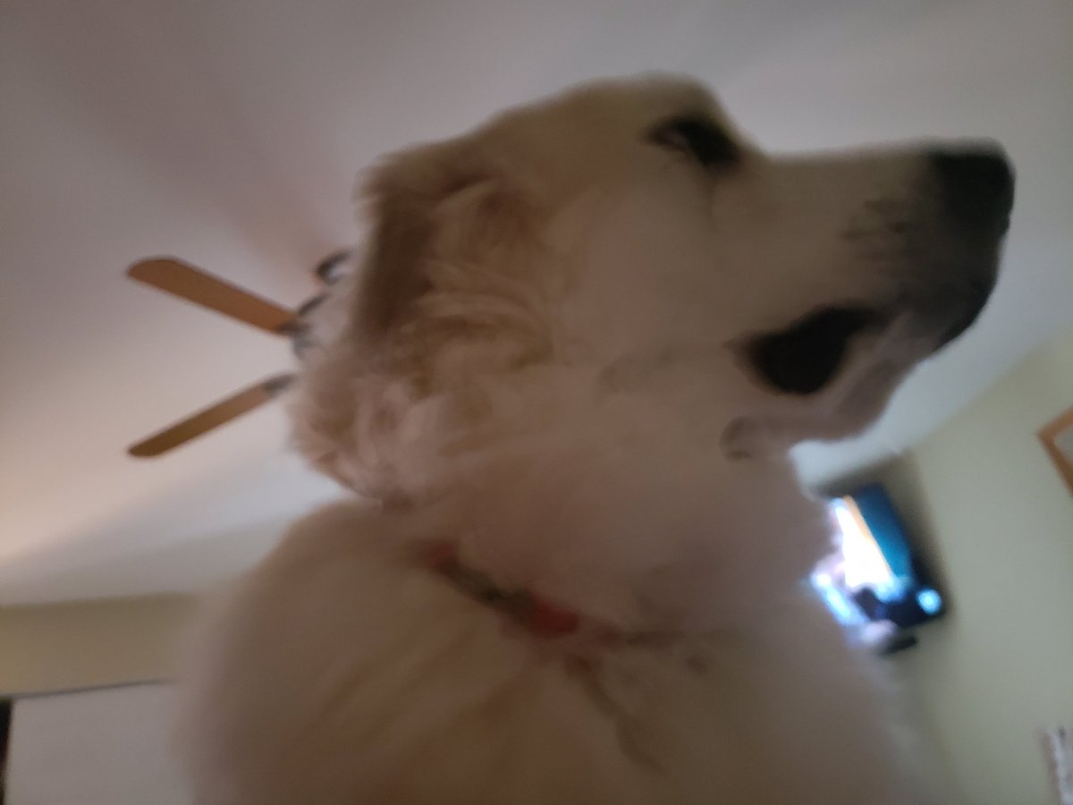 I guarded mommy all day cuz she was sick.  Daddy came in with a snorkel mask and I almost had to bite him.  Doing mom a protecc is serious bizness #rescuedog #greatpyrenees #dogsoftwitter