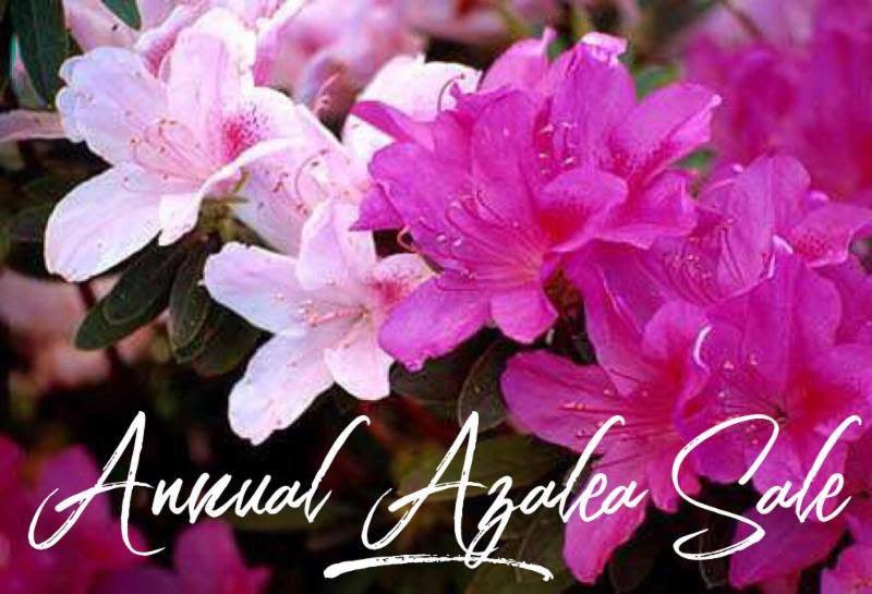 LukasNursery's tweet photo. IT’S HERE! Our Annual Azalea Sale. Nothing shows off springtime in the South quite like #Azaleas. Their vivid, profuse color begs for our attention as we drive around town. Save $1 off regularly marked Azaleas. Buy 10 &amp; Get 1 FREE! Mix &amp; Match #lukasnursery https://t.co/ug4qBPVxfa