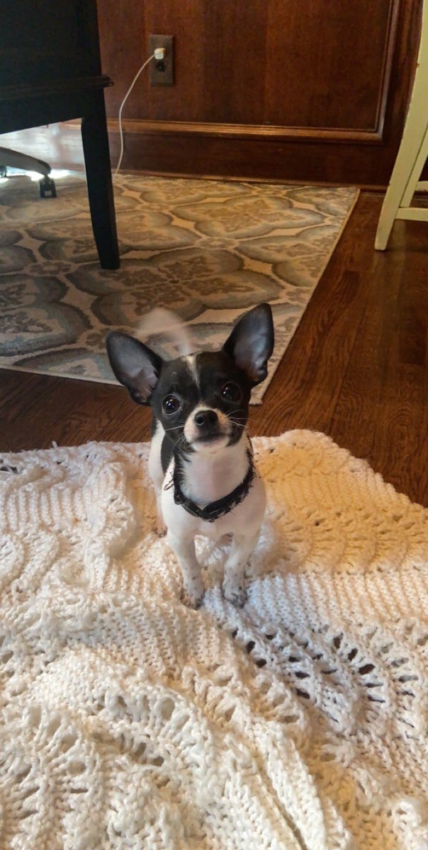 sothebyshedeck's tweet photo. toots https://t.co/uLdOWljhh9