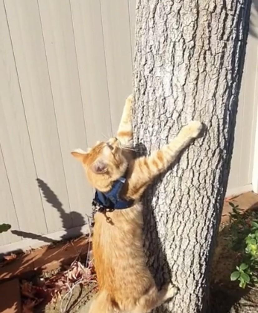 #AdoptionSuccess: Bailey's mom says he's a confident boy who LOVES adventure. Not only does he enjoy going for walks around the backyard and fetching toys, he loves (attempting) to climb trees, bird-watch, and practice biscuit making skills. Bailey's motto: Life is an adventure.