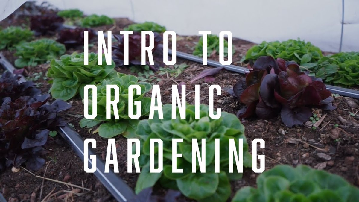 Wann get into gardening? Dunno where to start? We just released the first video in our series on organic gardening. Learn how to plan a garden space and the tasty benefits of growing your own produce. You'll never look at food the same again. ow.ly/IO6E50yrQ9A