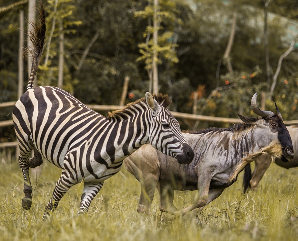 Cebu Safari & Adventure Park tweet media