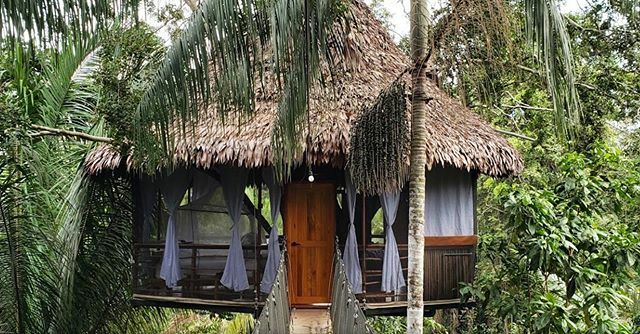 treehouse_lodge's tweet image. Did you know that staying at #TreehouseLodge is an all inclusive experience? Choose one of our 12 unique treehouses and start your once in a lifetime experience 🍃❤️• .
¿Sabias que en Treehouse Lodge es todo incluido?  Elige una de nuestras 12 casas en el árbol y empieza una …