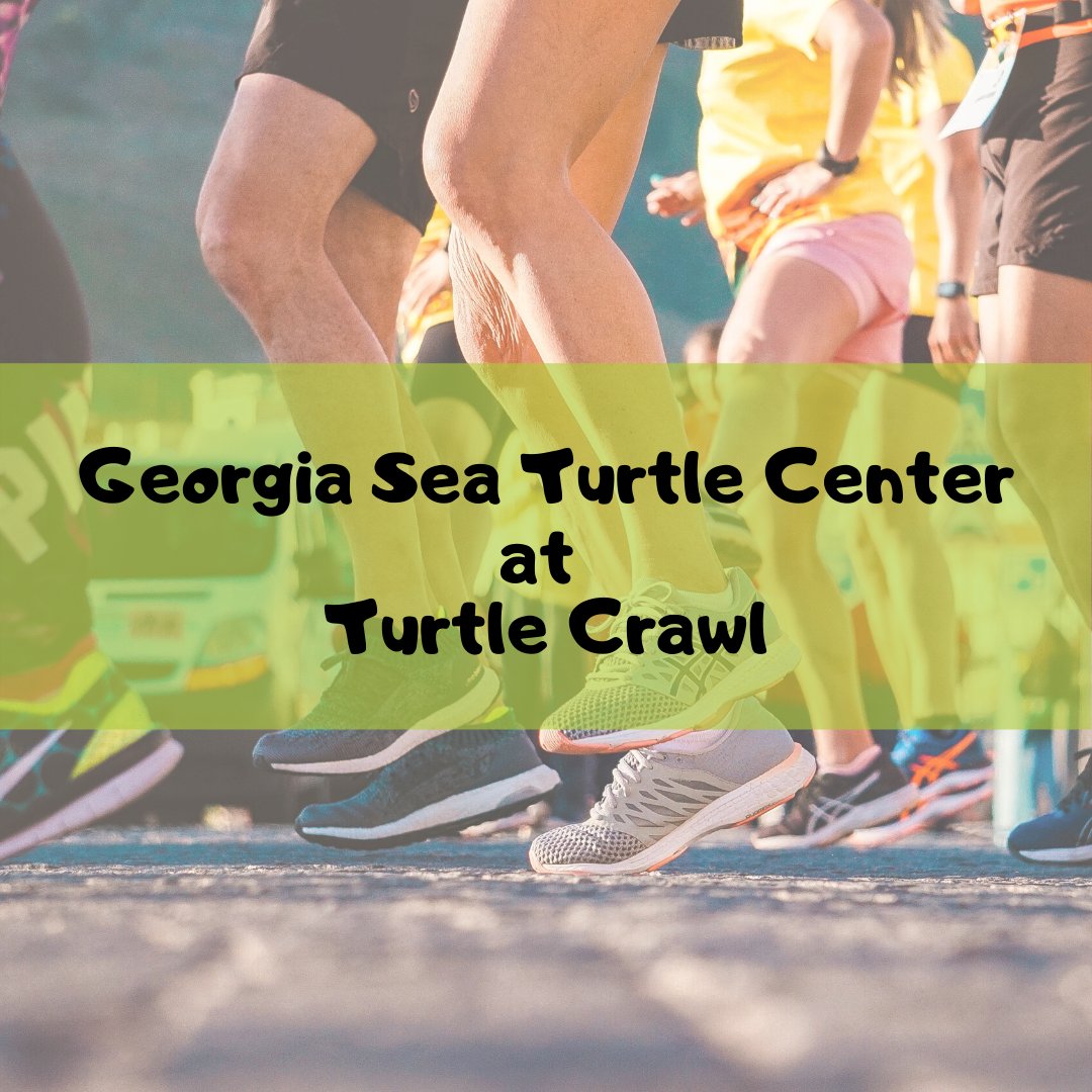 SeafarerInn's tweet image. Have some fun while supporting the #GeorgiaSeaTurtleCenter at #TurtleCrawl on March 14th. There are several #races to choose from, so check it out and #makeyourplans today. bit.ly/2SUtTDn