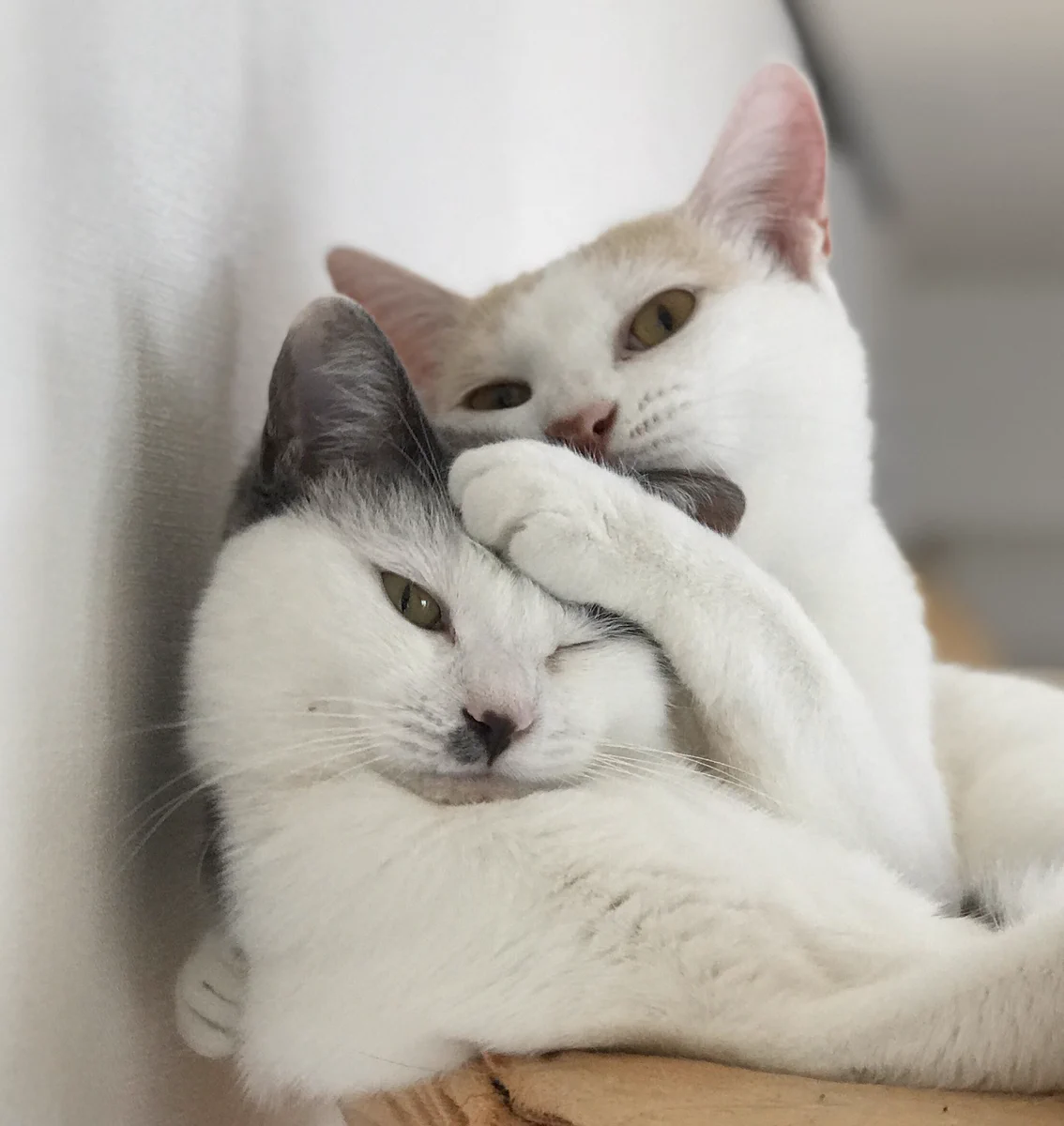 本日2020年(令和2年)２月２２日wwwハイパー猫の日だそうですwww