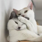 本日2020年(令和2年)２月２２日!ハイパー猫の日だそうです!
