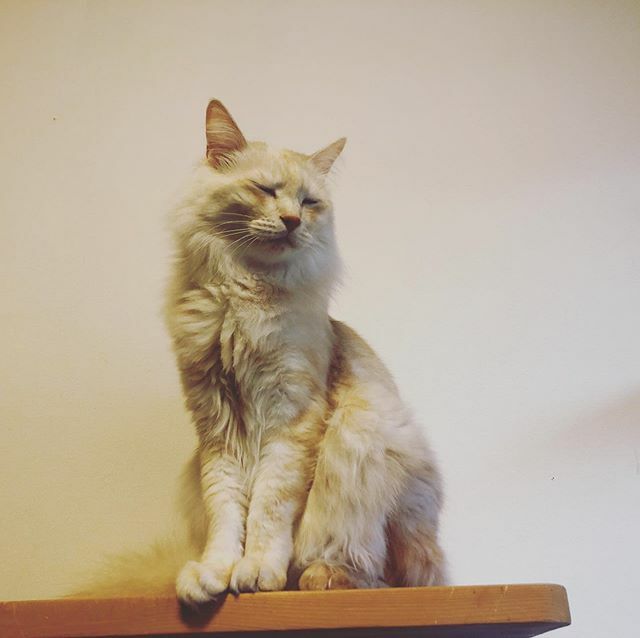 caracatcafe's tweet photo. さぁご一緒に!! #朝の瞑想
#ダル師匠
#だーくん
#保護猫
#ねこのいる暮らし #ねこのいる生活
#cat #catsofinstagram #instacat #sweetcatshub
#猫 #ねこ #ネコ #猫カフェ #caracatcafe #箕面 #北摂
#cccs05d https://t.co/gbob5drrAZ