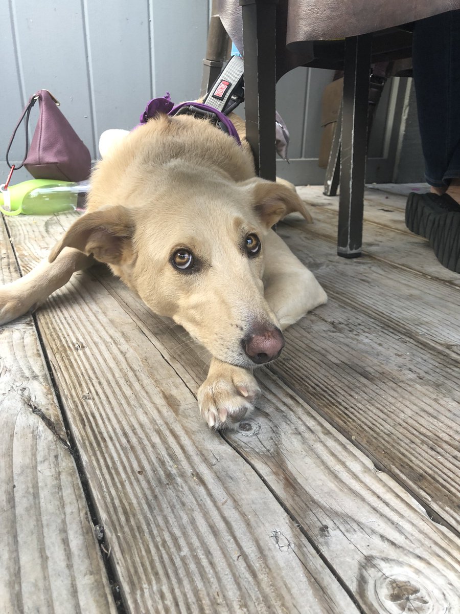 PierCafeSD's tweet photo. Yesterday was Love Your Pet Day - we’re gonna bet that’s everyday… and we are happy to have your pups here on our front deck.
 🐶
#loveyourpetday #sandiegowaterfront https://t.co/Cvj5LgO0sa