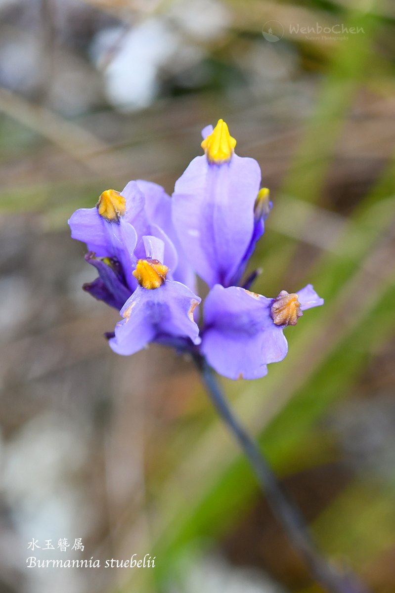 Wenbo Chen On Twitter Burmannia Stuebelii In Andean Alpine Meadow Above 3 000m Endemic To Peru Floraofperu Burmannia 秘鲁植物 水玉簪属 Alpineplant 高山植物 Https T Co Sukmqssgjj