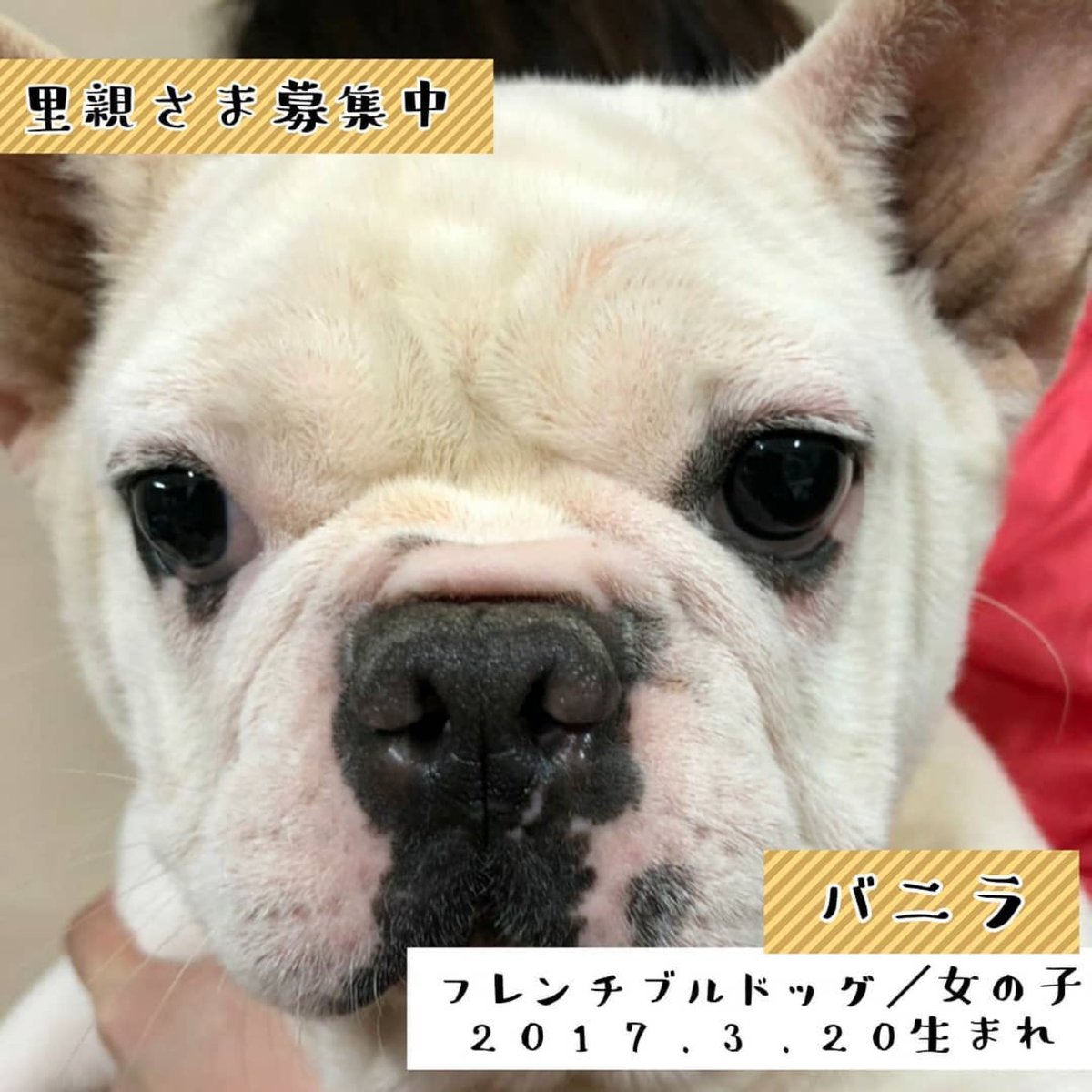 フレブルkoharu しばらく休眠中 保護犬カフェ鶴橋店さんで里親募集されていたバニラちゃんは里親さんが決まられました