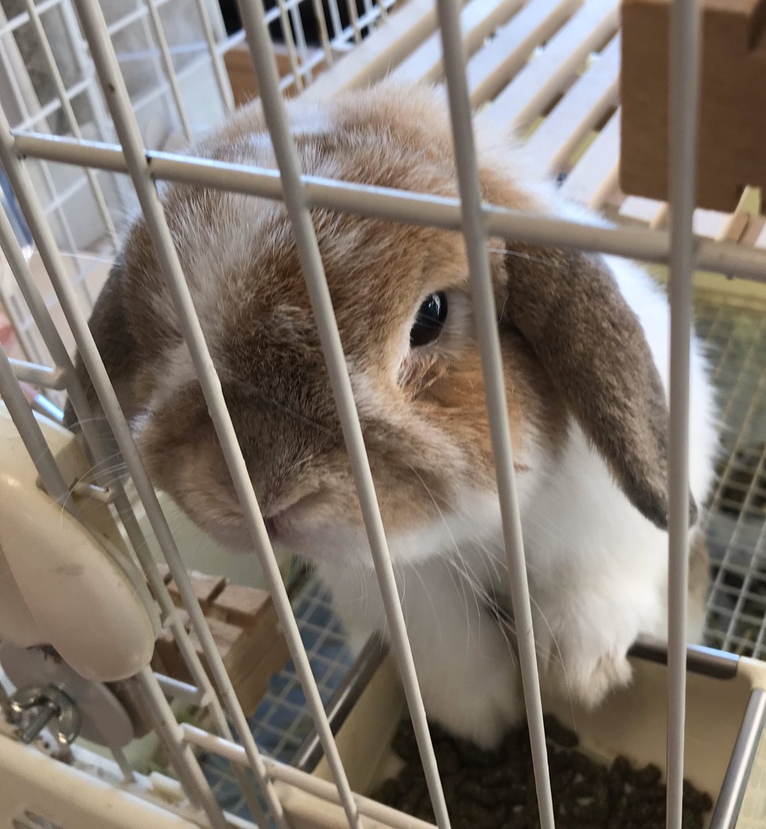 usaginoboro's tweet photo. ご飯を食べているところが可愛いので、写真動🤳を撮っていたらくうちゃんに怒られた…😔
強烈な足だんでちょっと落ち込みました😢 https://t.co/sWHVSpmRT7