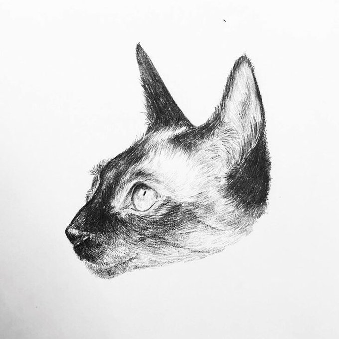 #猫の日 ???? 