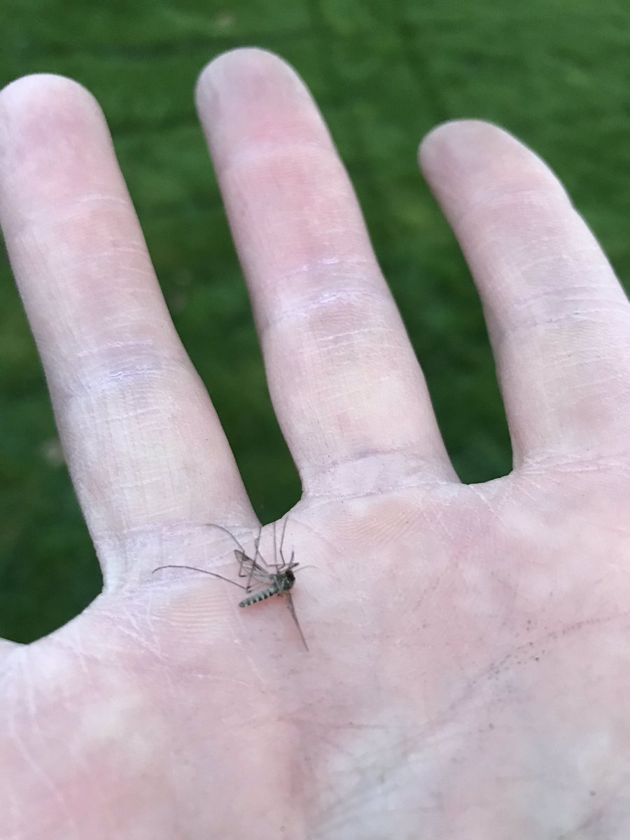 Obligatory post about the first lawn mowing of the year. It’s technically still #winter but with the #flowers sure look like #spring in these here parts. Killed the first #mosquito too. Wait! It’s more monumental than that; fist lawn mowing and dead mosquito of the #decade!