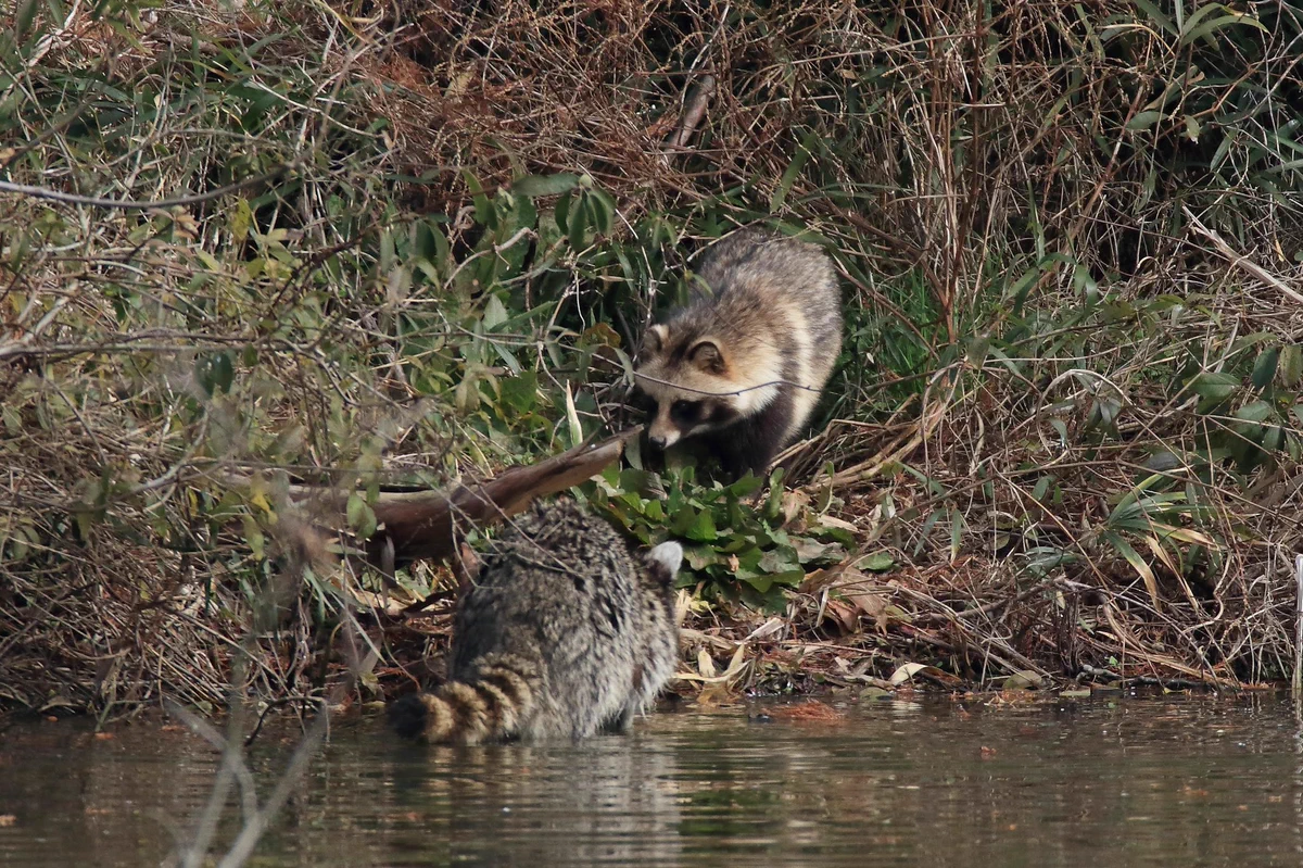 「たぬき同士!?いや、アライグマとたぬきだ」似ているけど違う２匹の戦いに考えさせられる