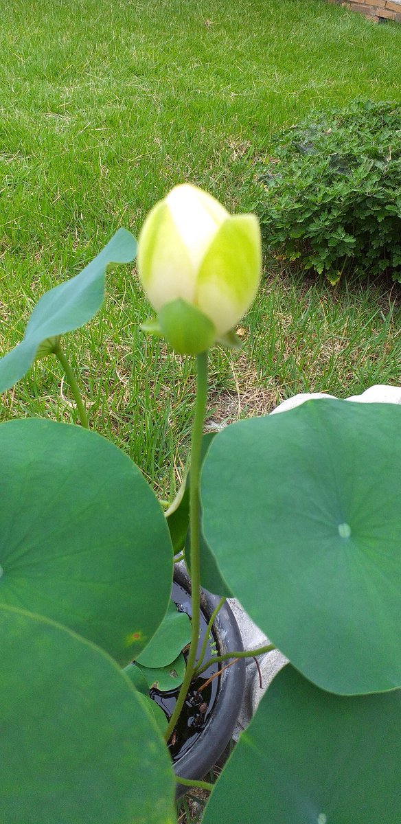 모든 질병 다 물러 가소서!
나무 약사여래불!
나무 약사여래불!
나무 약사여래불!
시기가 어려울때는
외국 관광객 출입을 잠시 제한하는 것도
한 방편이 아닐까? 를 생각해 본다!