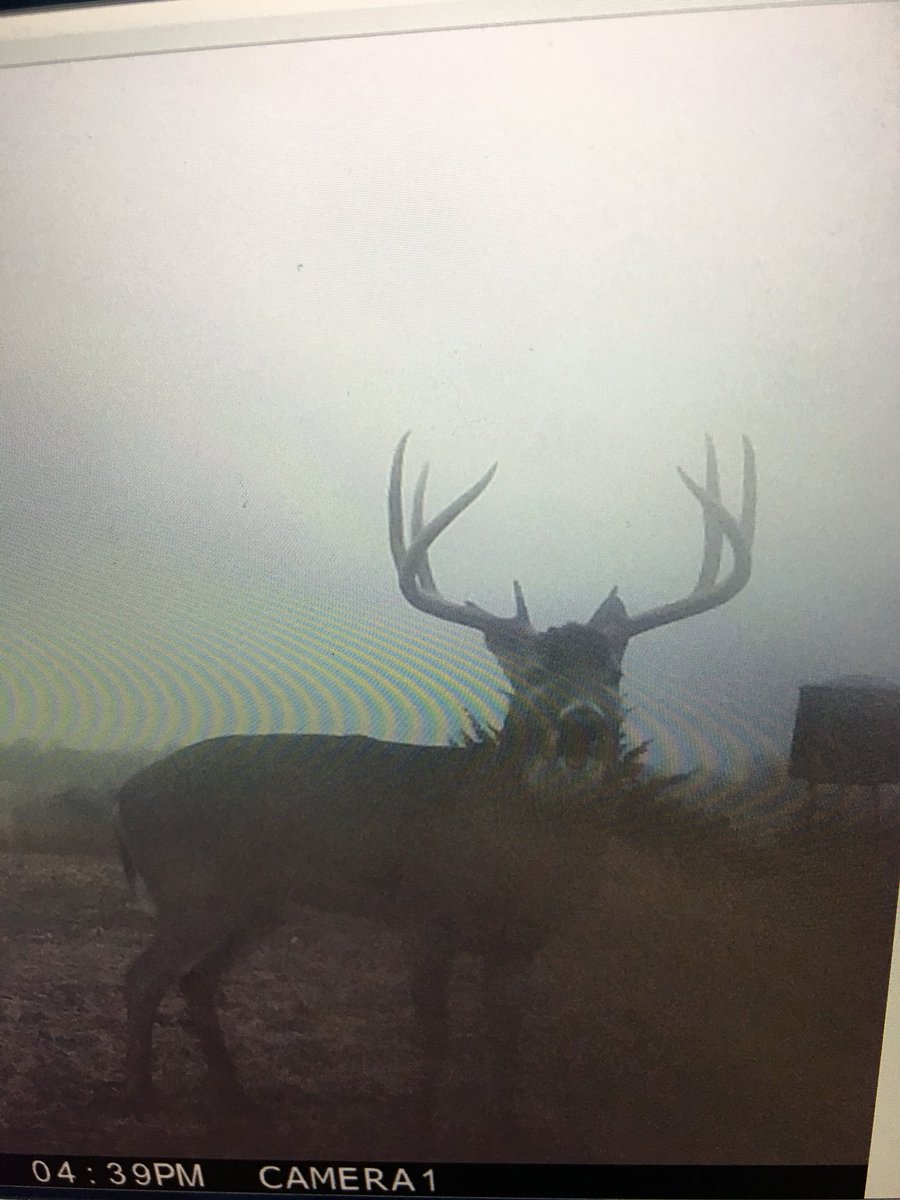 MavBucks's tweet photo. A few giants survived the season. Now it’s time to find those sheds once they drop!  Shed season is right around the corner. https://t.co/o0q3DaK8wh