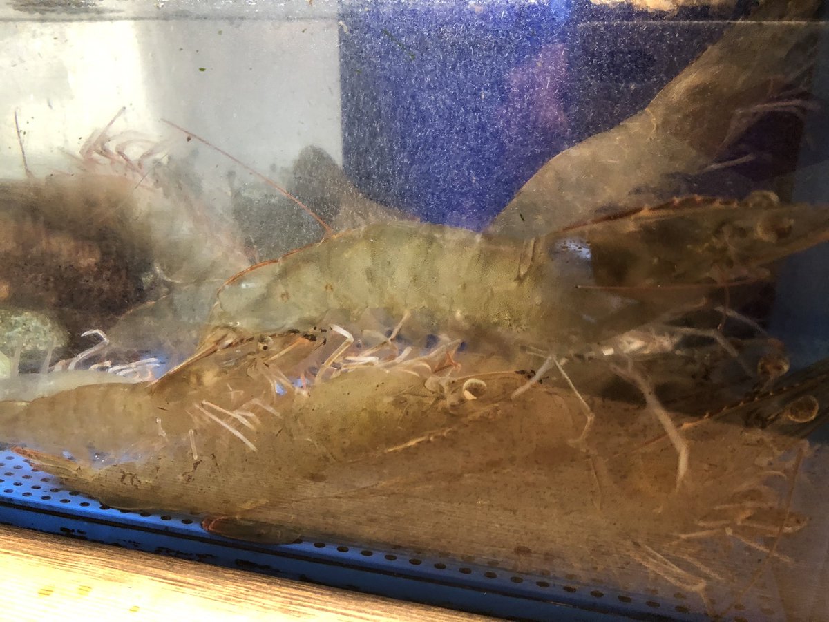 Kurep בטוויטר 呉の蒲刈で養殖しているバナメイエビ ピッチピチで活きがいい 身が大きいなぁ これもいつかは呉の名物に 呉市 呉駅 すし活 蒲刈 バナメイエビ 活き造り ランチ